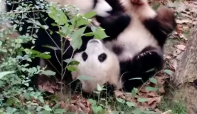 Pandas playing in China!